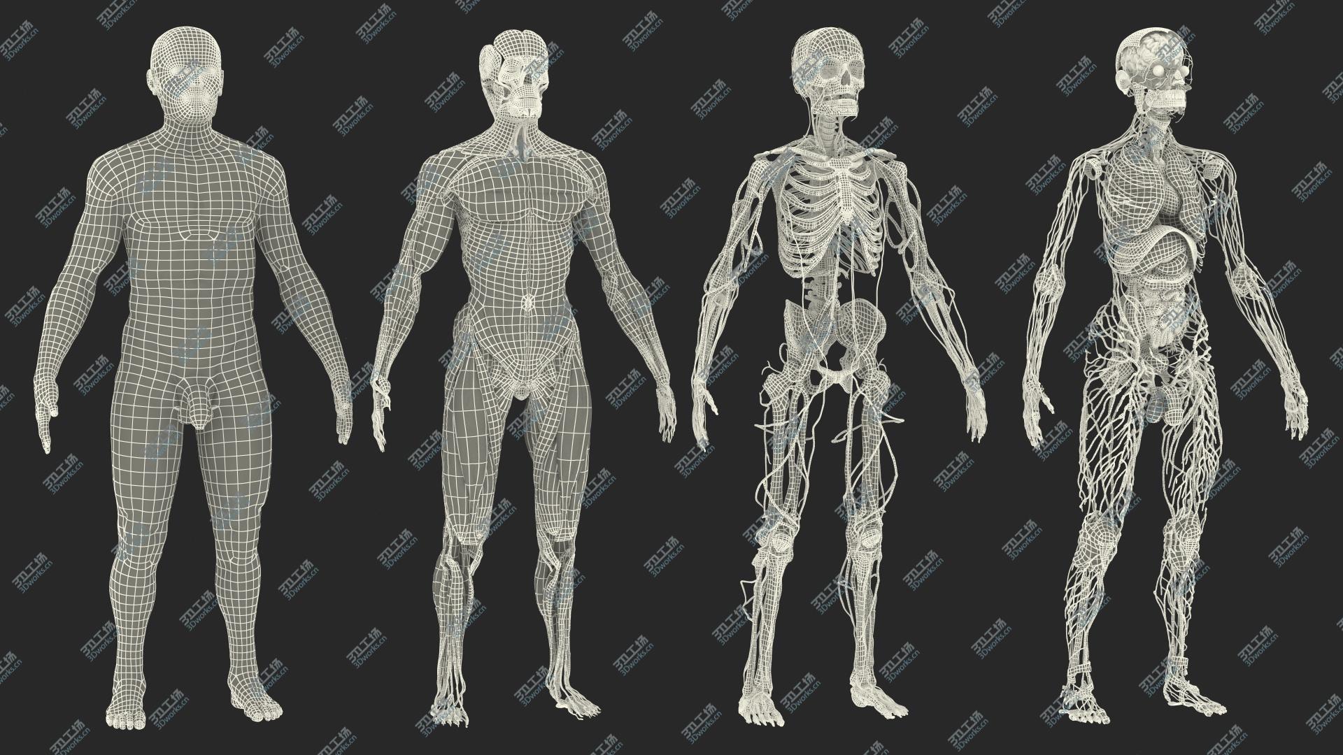 images/goods_img/20210113/3D Male Full Body Anatomy and Skin/4.jpg